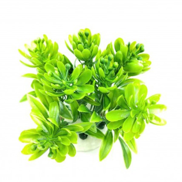 ΔΙΑΚΟΣΜΗΤΙΚΟ ΦΥΤΟ ΕΝΥΔΡΕΙΟΥ